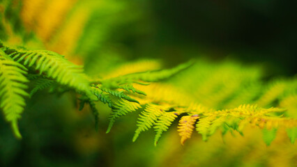 Macro de feuilles de fougère, photographiées avec une pleine ouverture (F1.4)