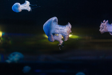 Small jellyfishes illuminated with blue light swimming in aquarium.