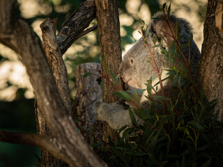 A cute little koala sitting on a tree in a zoo