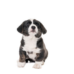 Male Cardigan Corgi isolated in white