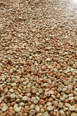 Fototapeta premium Coffee beans,In the ferment and wash method of wet processing