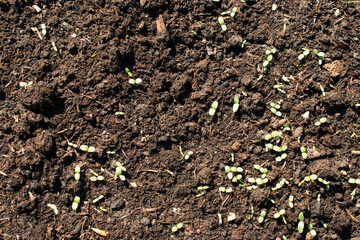little green seedlings growing soil closeup.