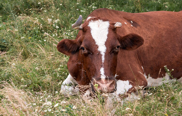 cow lying on the field at lunchtime