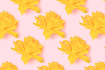 Fototapeta na wymiar Repetitive pattern made from head of yellow narcissus flowers on a pink pastel background.