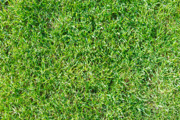 green fresh grass texture background.
