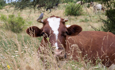 Cows in the summer pasture