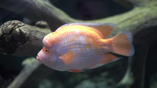 White fish near the caral reef. Aquarium with big goldfish.