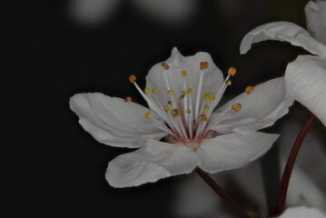 Biały wiosenny kwiat. - obrazy, fototapety, plakaty