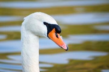White swan is swimming, Moselle river in Germany, water birds, wildlife animals
