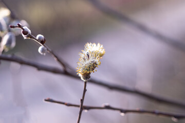 willow branch in spring