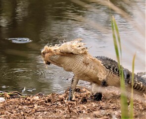 Alligator brutality on display