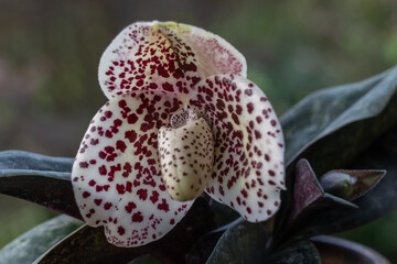 Closeup view of creamy white with purple red spots flower of lady slipper orchid species paphiopedilum bellatulum isolated outdoors on natural background