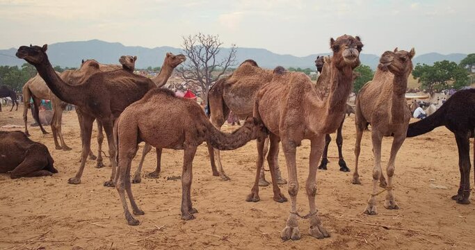 Camels at Pushkar mela camel fair in field. Pushcar Camera Fair is a famous indian festival. Pushkar, Rajasthan, India