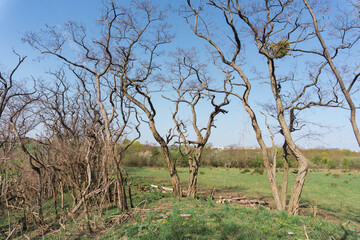 Idyllic and sunny day in Oderbruch, Brandenburg, Germany