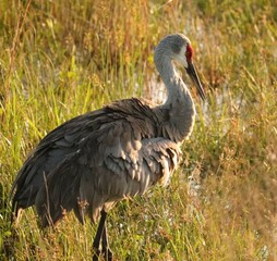 Fototapeta premium Sandhill Cranes in soft morning light 