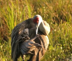 Sandhill Cranes in soft morning light 