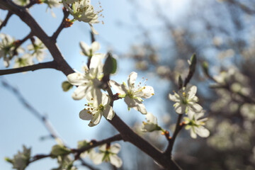 Obraz premium Idyllic and sunny day in Oderbruch, Brandenburg, Germany