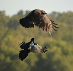 Grackle and Crow aerial dogfight territorial dispute