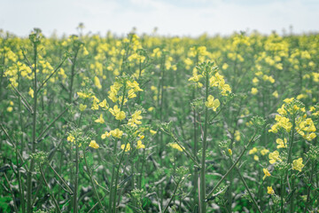 Obraz premium Idyllic and sunny day in Oderbruch, Brandenburg, Germany