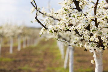 beautiful landscape with flowering trees on a sunny spring day