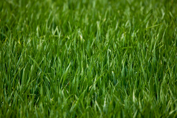 close up with a young wheat crop