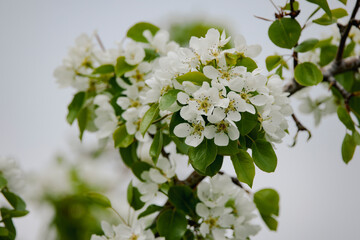 beautiful landscape with flowering trees on a sunny spring day