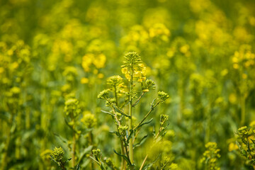 close up with the flower of a rapeseed plant