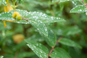 Fototapeta na wymiar 雨に濡れた葉