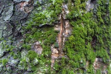 Wet bark covered with green moss and lichen