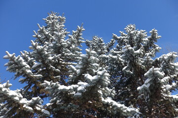 Shoots of Picea pungens covered with snow against blue sky in mid February