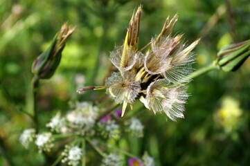 fleurs de montagne