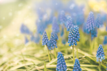 blue flowers in the garden