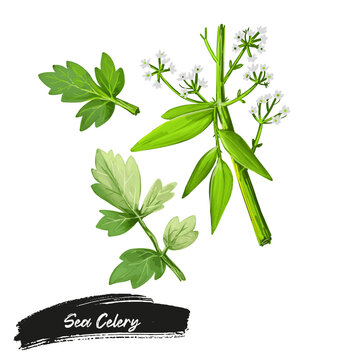 Apium prostratum, sea celery variable herb native to coastal Australia and New Zealand. Apium prostratum var. filiforme &ndash; headland sea celery, mangrove sea celery digital art illustration, watercolor