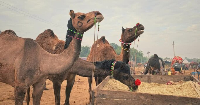Camels at Pushkar mela camel fair in field. Pushcar Camera Fair is a famous indian festival. Pushkar, Rajasthan, India