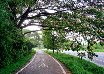 Bicycle lane symbol on road with green area around