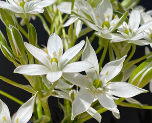 Milk Star, Ornithogalum umbellatum