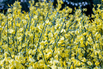 Cytisus x praecox “Allgold”. This cultivar produces yellow flowers from spring to summer.