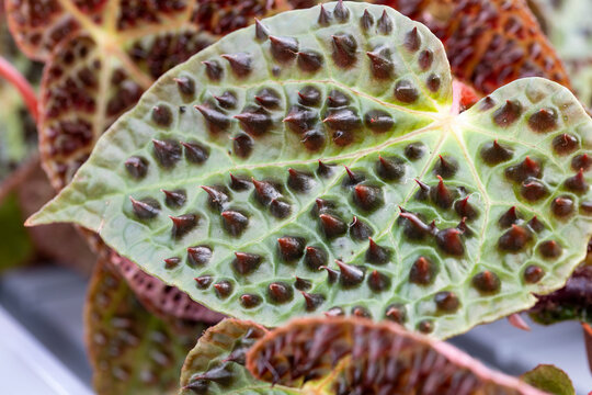 Close up on the leaf of a Begonia ferox plant. Begonia ferox is native to Southwest China in limestone habitat. Mature leaves present these black cones called bullae.