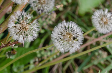 Der Löwenzahn ist eine mehrjährige bzw. ausdauernde typisch krautige Pflanze, die eine sehr ausgeprägte Pfahlwurzel besitzt