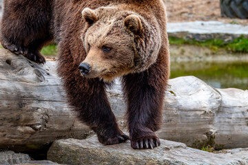 Obraz premium Close up big brown bear in spring forest