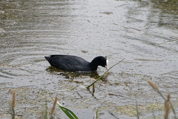 La Foulque macroule se nourrit de végétaux immergés. 