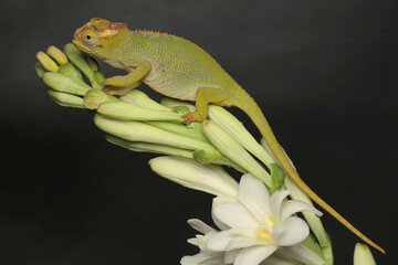 A young Fischer's chameleon is crawling on Polianthes tuberosa flowers. This reptile has the scientific name Kinyongia fischeri. - obrazy, fototapety, plakaty