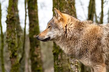 Close up of an adult wolve roaming in the forest