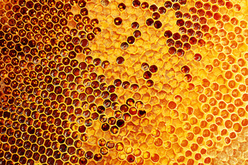 Yellow Honeycomb closeup background - 501094528