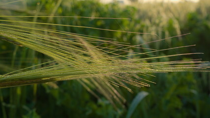 ears of wheat in the field in the dew