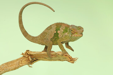 A young Fischer's chameleon is crawling on tree branches. This reptile has the scientific name Kinyongia fischeri.
