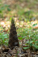 Bamboo shoots growing on the ground
