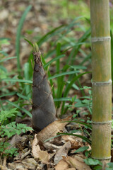 Bamboo shoots growing on the ground
