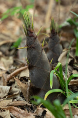 Bamboo shoots growing on the ground
