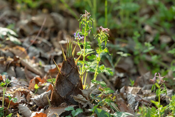 Bamboo shoots growing on the ground